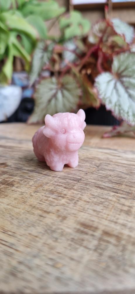 Schotse hooglanders roze opaal