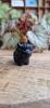 Schotse hooglander obsidiaan