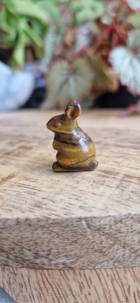 Tijgeroog konijntje klein
