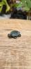 Schildpad Mosagaat/Jade