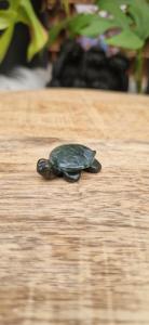 Schildpad Mosagaat/Jade