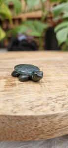 Schildpad Mosagaat/Jade